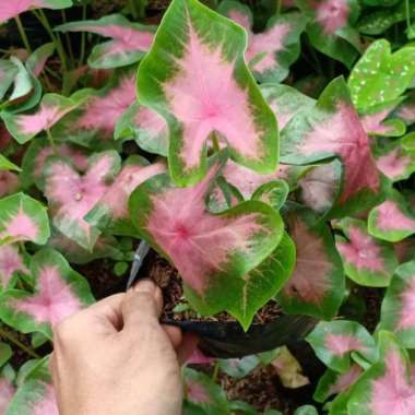 Tanaman hias keladi love pink cantik -- tanaman hias keladi -