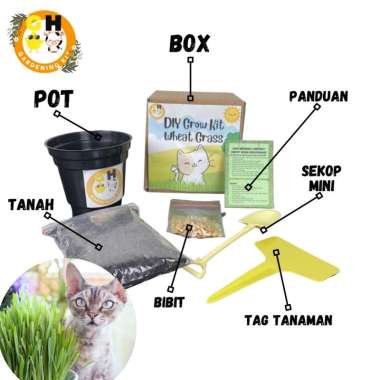 Mainan Edukasi Montessori DIY Berkebun Sayur Souvenir Grow Kit Rumput Kucing Wheat Grass Hampers Ula