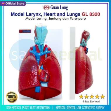 Guan Long Alat Peraga Model Larynx, Heart and Lungs GL 8320