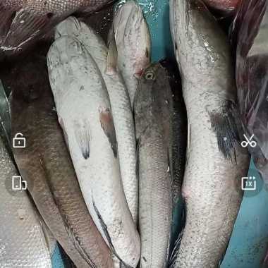 Ikan gabus segar fresh utuh/potong 1 kg