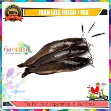 ikan lele / ikan lele segar 1kg / ikan segar / rimpang herbal