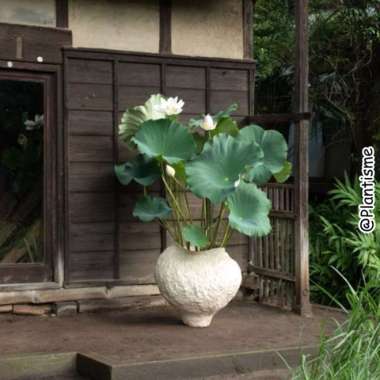 tanaman hias air bunga lotus pink putih water garden kolam ikan koi Multicolor