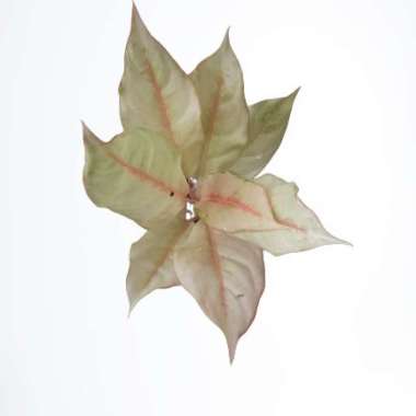 aglonema cinderella Multicolor