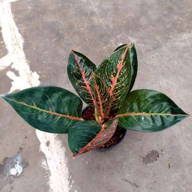 aglonema adelia Multicolor