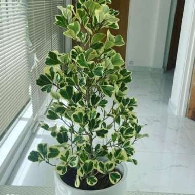 tanaman ficus triangularis 1 meter Multicolor