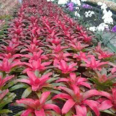 tanaman hias bromelia giant merah jumbo Multicolor