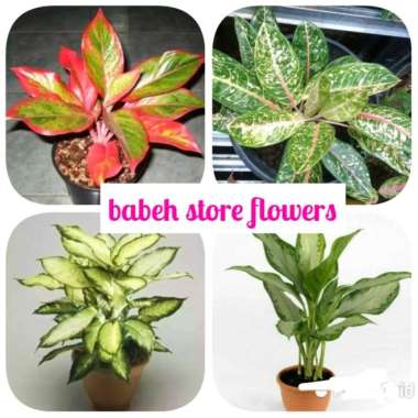 paket aglonema murah promo Multicolor