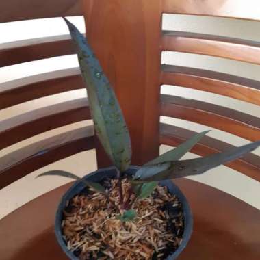 anthurium black dragon ( sesuai foto ) minim 5 daun Multicolor