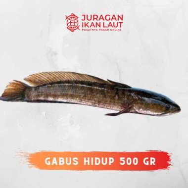 Ikan Gabus Hidup Segar Fresh Berkualitas - 500 Gram