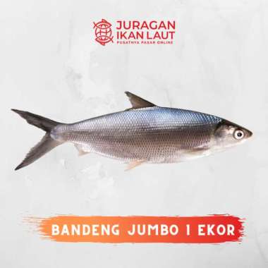 Ikan Bandeng Jumbo Ukuran 1 Ekor Segar Berkualitas - 1 Kilogram