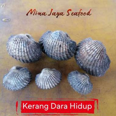 kerang Dara Hidup 1KG | ikan segar laut