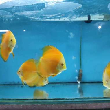 Discus 2" & 3" (8 ekor) Multicolor
