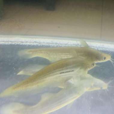 IKAN HIAS TANDANUS CATFISH / TANKMATE FISH GRT464R Multicolor