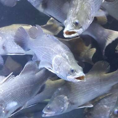 Hiasan Aquarium Ikan Baramundi Full Air Tawar Ikan Hias Ikan Predator Multicolor