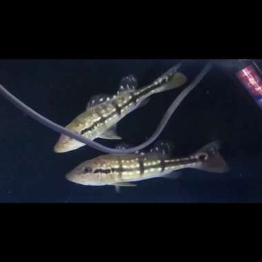 Pbass Temensis / peacockbass temensis wc venezuela 16-17cm Multicolor