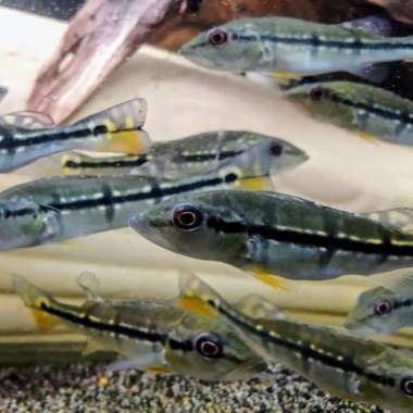 peacock bass pinima Multicolor