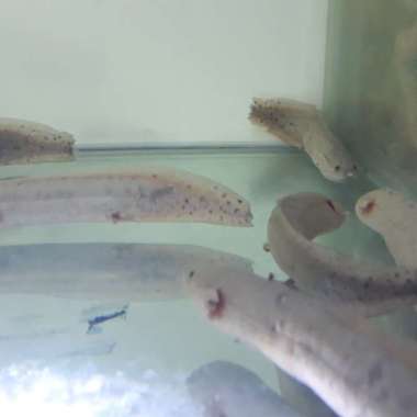 Protopterus Annectens Dolloi African Lungfish Multicolor