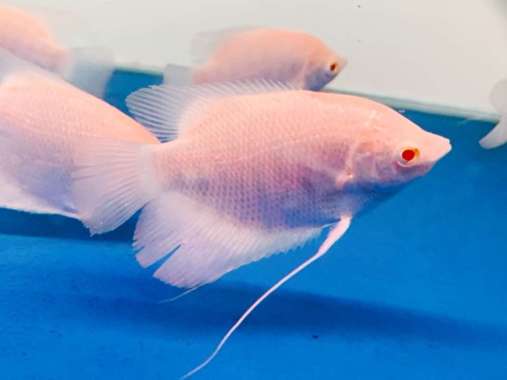 hiasan aquarium gurame albino Thailand Multicolor