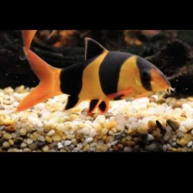 Ikan botia badut tankmate Multicolor