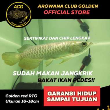 ikan hidup Arwana golden red RTG / Arowana Red tail Golden anakan Multicolor
