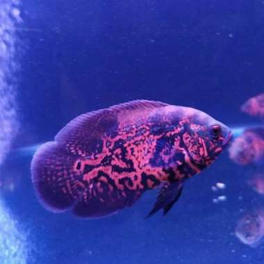 Oscar black Tiger import Thailand ( 9-10 ) cm Multicolor