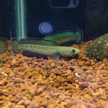 Andrao Pair Proven Multicolor