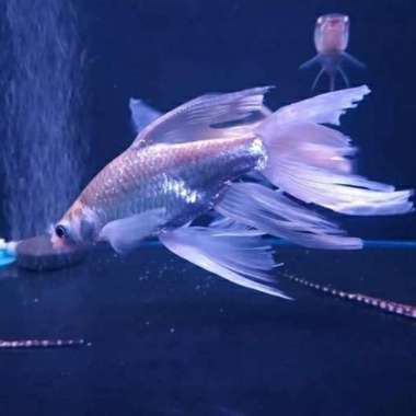 Hiasan Aquarium Kaviat Albino Slayer / Kapiat Albino Slayer Multicolor