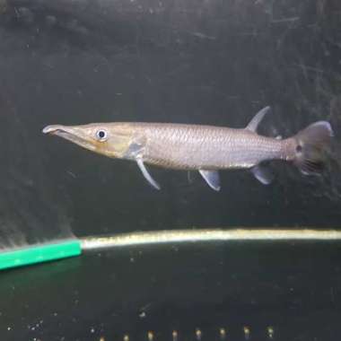 HIASAN AQUARIUM HUJETA GAR BARRACUDA AIR TAWAR HIGH QUALITY AQUATICS Multicolor