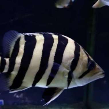 ikan datz berkualitas Multicolor