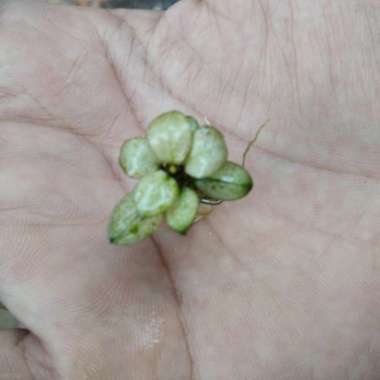 anubias white panda anakan tanaman aquascape Multicolor