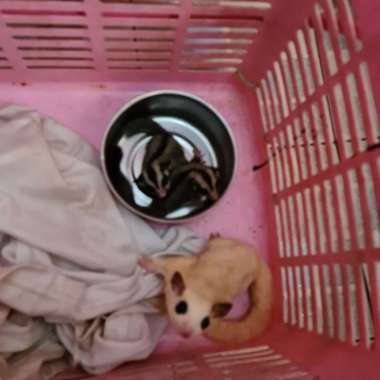 sugar glider joey grey Keturanan platmoz Varian Based Information