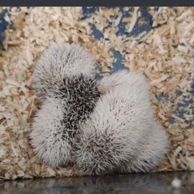 landak mini anakan pinto Varian Based Information