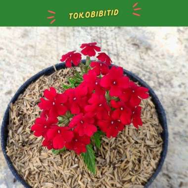 Tanaman Hias Bunga Red Verbena