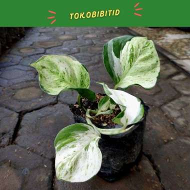 Tanaman Hias Bunga Epipremnum Manjula