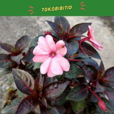 Tanaman Hias Bunga Impatiens Hawkeri Pink / Pacar Air
