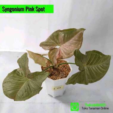 Tanaman Hias Daun Syngonium Pink Spot