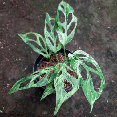 Tanaman Hias Daun Monstera Adansonii Mint Variegata