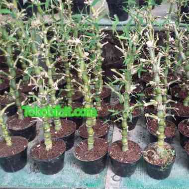 Tanaman Hias Daun Bambu Nagin