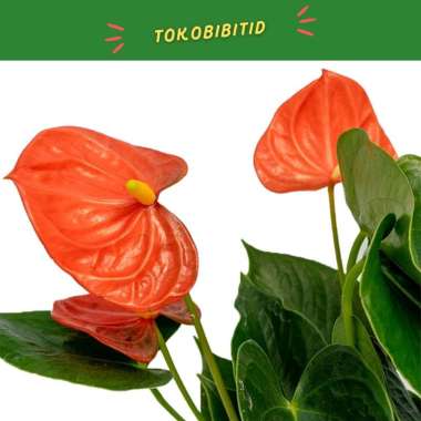 Tanaman Hias Bunga Anthurium Orange Bangkok