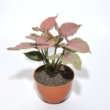 Tanaman Hias Daun Syngonium Pink