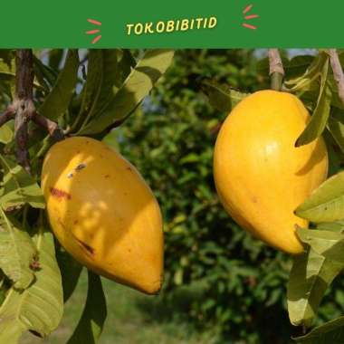 Tanaman Buah Sawo Mentega Canistel - Egg Fruit