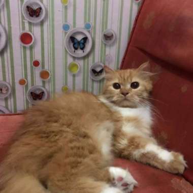 Kucing Munchkin Kaki Pendek Multicolor