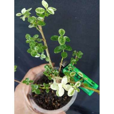 bahan bonsai sancang varigata