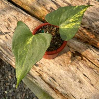 anthurium pterodactyl variegata kode Asy