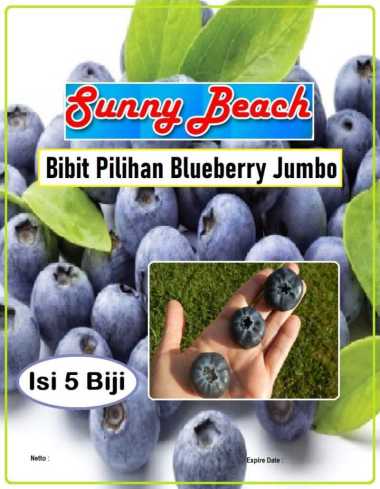 Bibit Pilihan Blueberry Jumbo | Biji Benih Buah Blueberry Jumbo