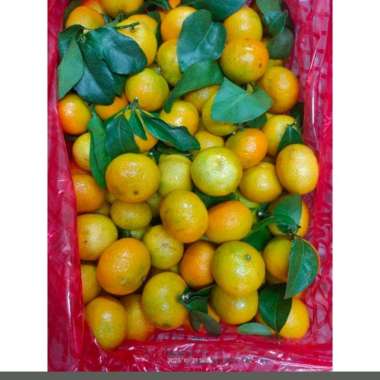Buah Jeruk Santang Daun 1 keranjang