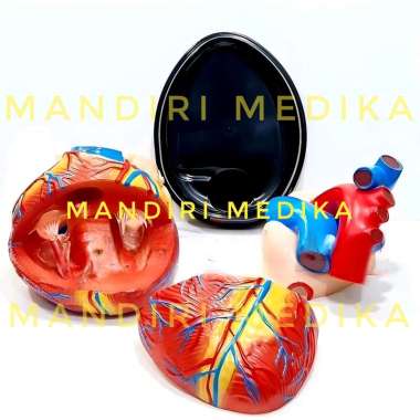 Alat Peraga Model Jantung Jumbo Heart GL 8307 25x23x23cm GL8307