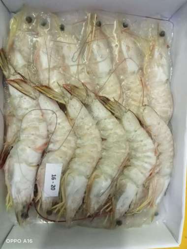 Udang Jerbung Laut Fresh Segar Frozen / Udang Laut / 1 KG JERBUNG 16-20
