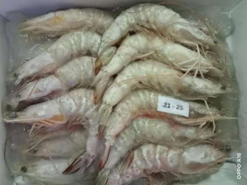Udang Jerbung Laut Fresh Segar Frozen / Udang Laut / 1 KG JERBUNG 21-25
