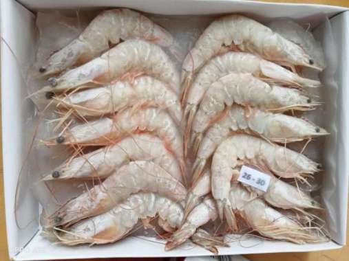Udang Jerbung Laut Fresh Segar Frozen / Udang Laut / 1 KG JERBUNG 26-30